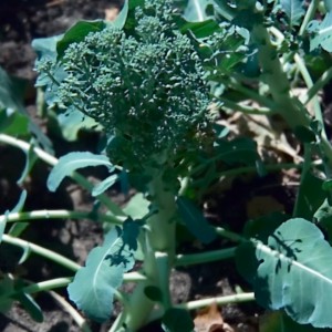 Brokkoli Pflanze / Foto: erntezeit, Beate Hüser